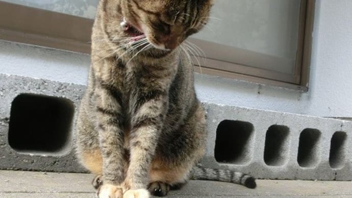 遊ぼうよ♪猫とイモムシさん