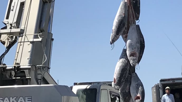 マグロの陸揚げ