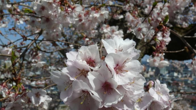 一関市釣山公園のシキザクラ（四季桜）2020年4月3日（金）