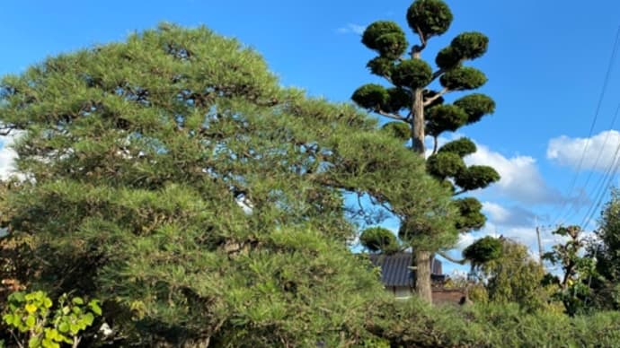 お手入れ仕事が続きます。