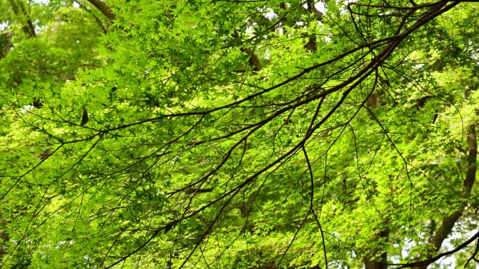 ◆新緑の「十枝の森」（大網白里市）
