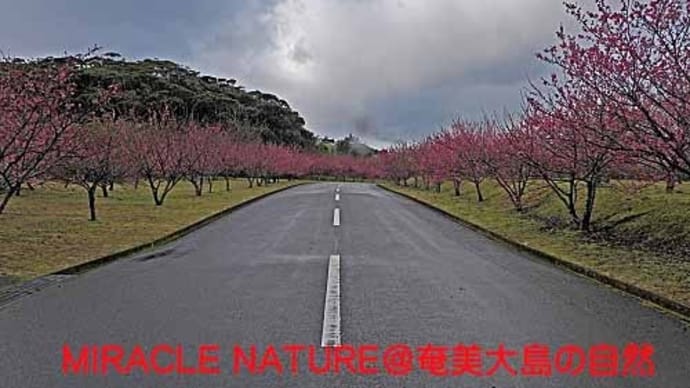 花見の季節、桜撮る馬鹿