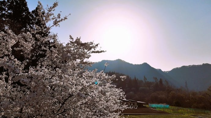 万平集落の桜並木と上空からの風景