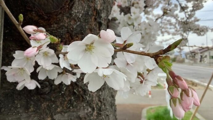 花は桜 君は美し / いきものがかり