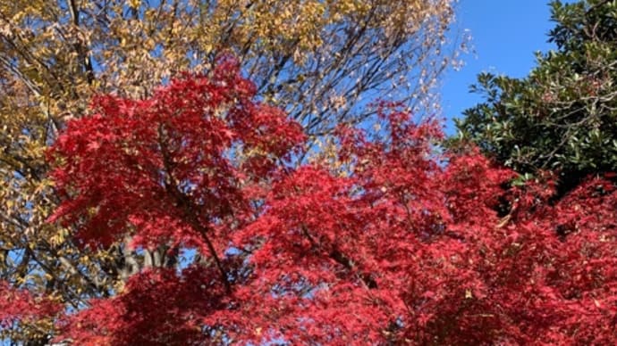 名残の紅葉は卒業記念樹