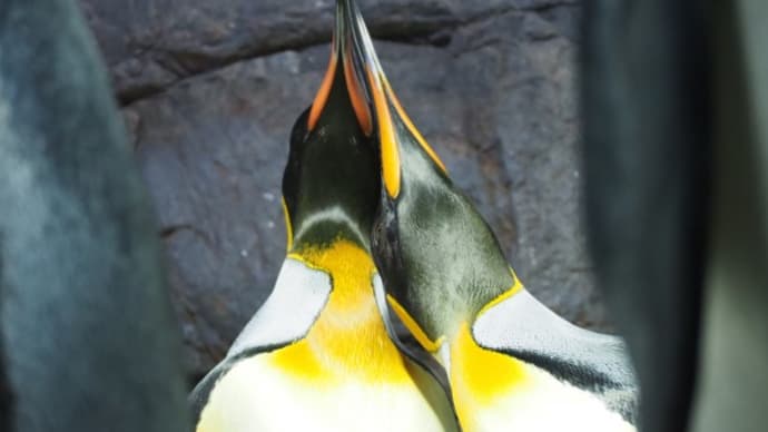 美しい王様ペンギン