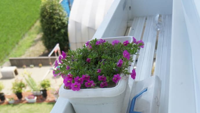 フラワーボックスの花2021-1(アオコ防止)