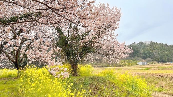 内山地区 里山の春めき桜
