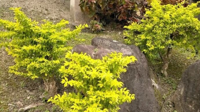 剪定&プチ花壇作り