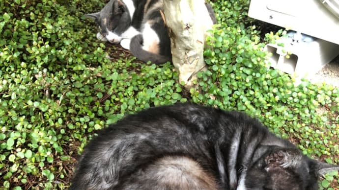 まあるい秋 猫たち早くも丸くなる