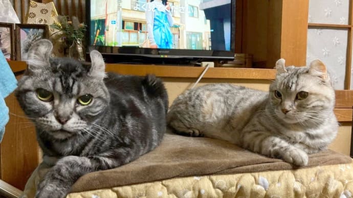 20240329の猫たちと時々犬