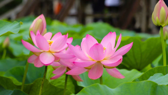 千葉公園の大賀蓮