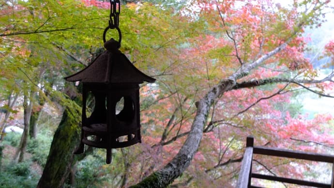 紅葉の臥龍山荘 不老庵 あやめ
