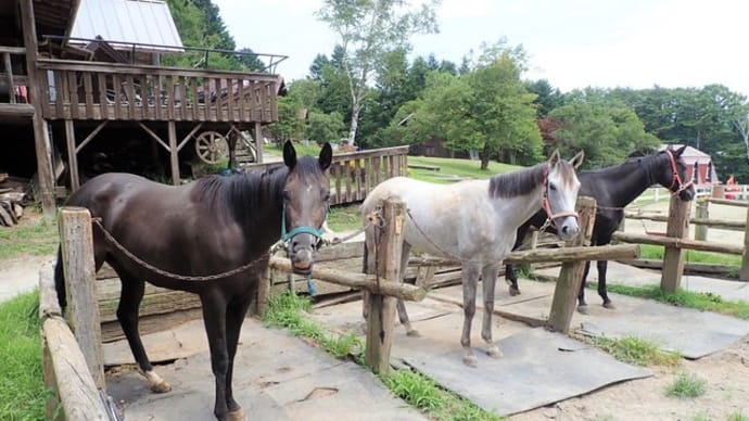 競走馬の夏休み