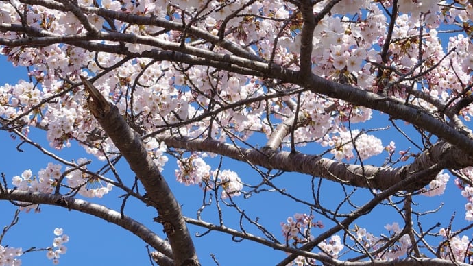 桜咲く(*^^*)♡