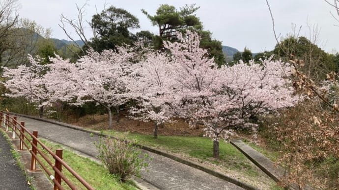 諏訪神社の清掃活動 お花(桜)が満開なのです 榊のイタズラはやっぱり小鳥だと思う 2024年04月05日