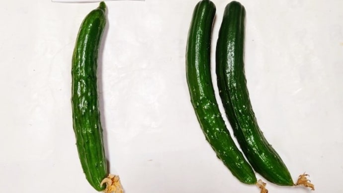 食べ比べができるようになりました