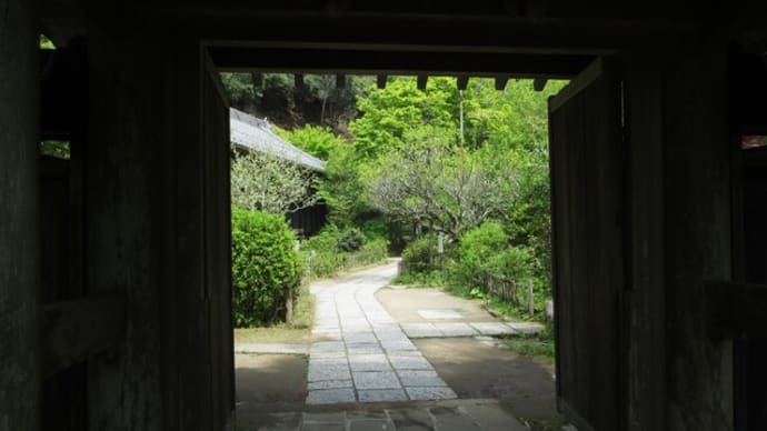 円覚寺 青もみじその② 黄梅院から