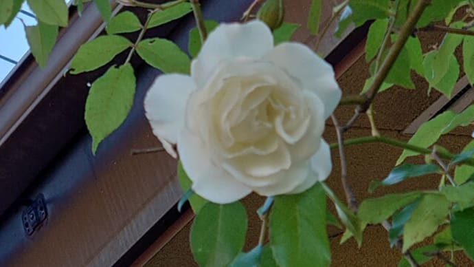 5/3(水)白バラの1番花が咲いた😄🎵かざぐるま🎵　🍚僕ﾝ家ごはん!