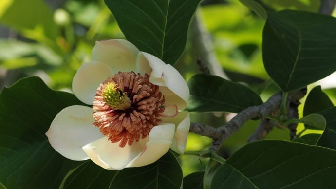 5月中旬の服部緑地都市緑化植物園にて