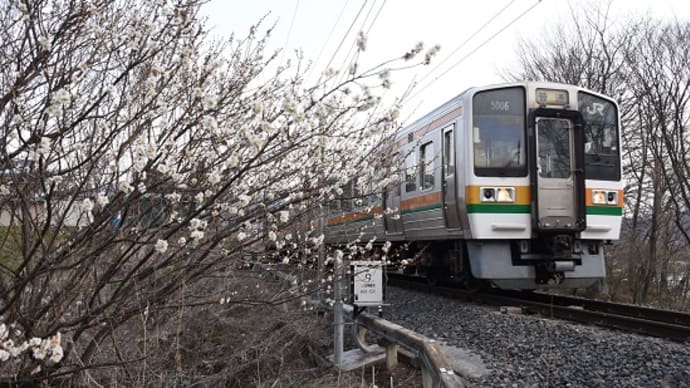 3月22日撮影 飯田線は梅の花と絡めて・・その1