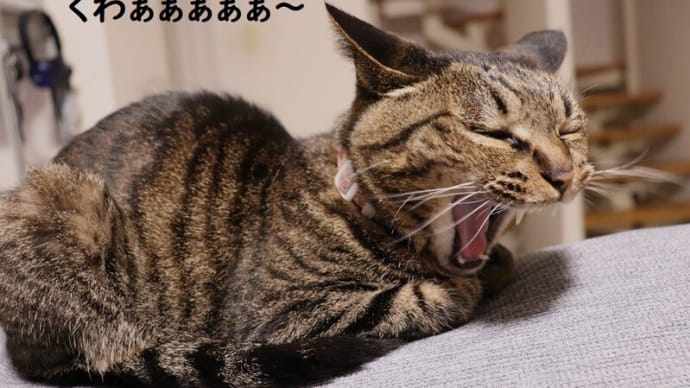 きょうのにゃん