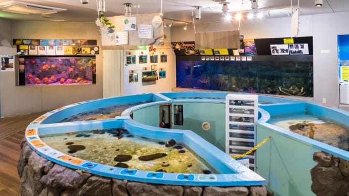 淡島水族館2Fの生き物 FILE:7　ふれあい水槽