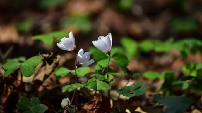 栗東自然観察の森 3 (ミヤマカタバミとショウジョウバカマ)