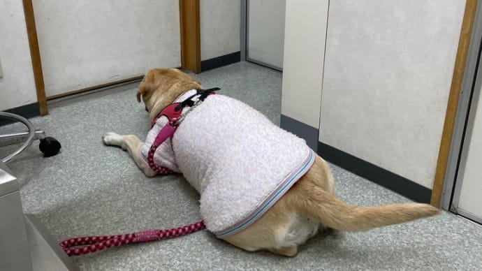 めぐ病院へ