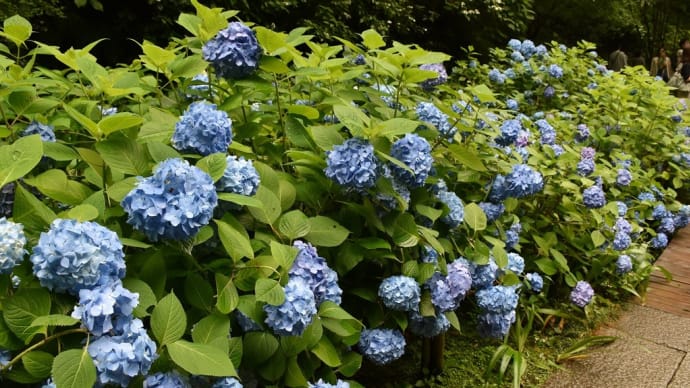 あじさい・しょうぶ狩り　神奈川県鎌倉市山ノ内　明月院：あじさい寺（4）花しょうぶ園にも明月院ブルー