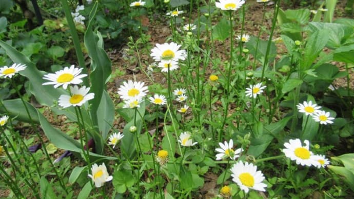 おさなごのご冥福を花を添えて祈る