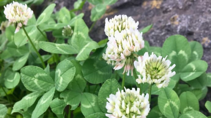 身近な草花からでも