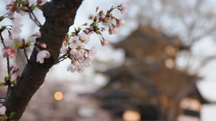 高田城址公園の桜2023、の4