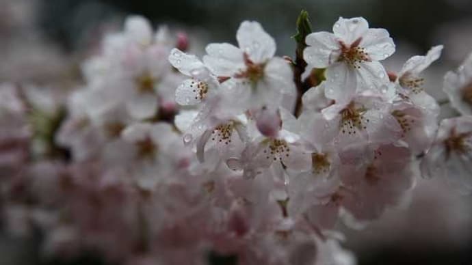 2010年4月「みかも山 高平寺」に咲く桜を記録してきた