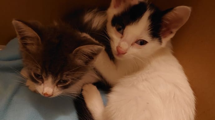 子猫の成長はあっという間①