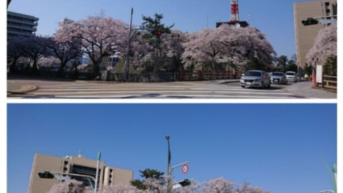 桜満開の福井城址@18切符横断タビ2022年4月8日福井城址編その1