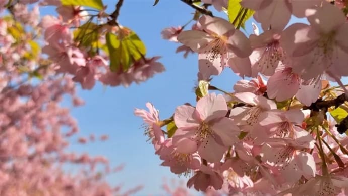 横浜早咲き桜図鑑
