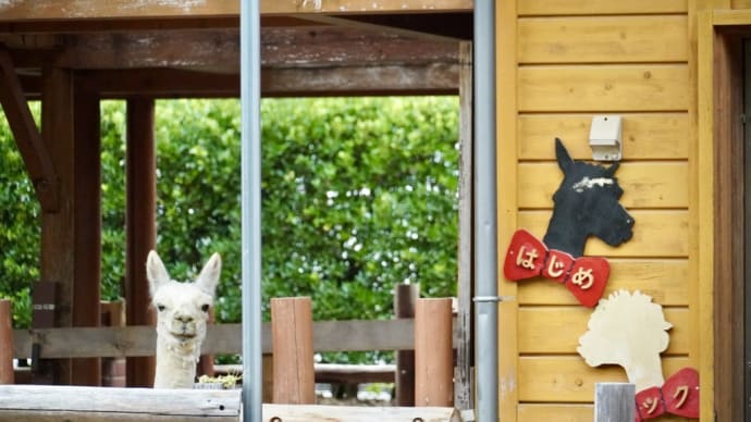 2024/7/2 「はじめとニックのアルパカ日記❣️不定期便」