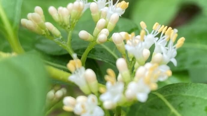 白い花には白い実、薄紫の花には紫の実---コムラサキ