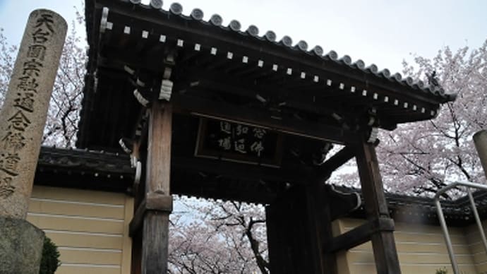 加古川 教信寺 の桜2015