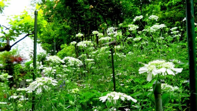 庭の花（5月-3）占拠してるオルレア、毎年元気にギンパイソウ他。