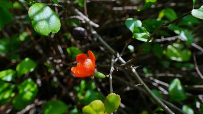 季節外れのボケの花とジャコウアゲハの幼虫（赤塚植物園 2022.10.15撮影）