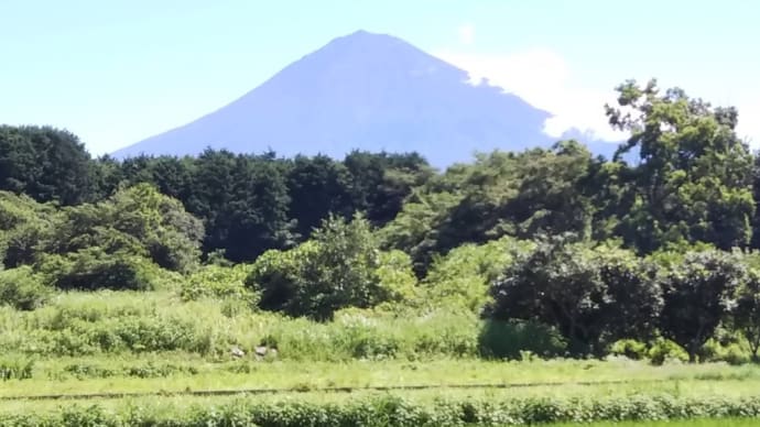 自費支援にて草取り