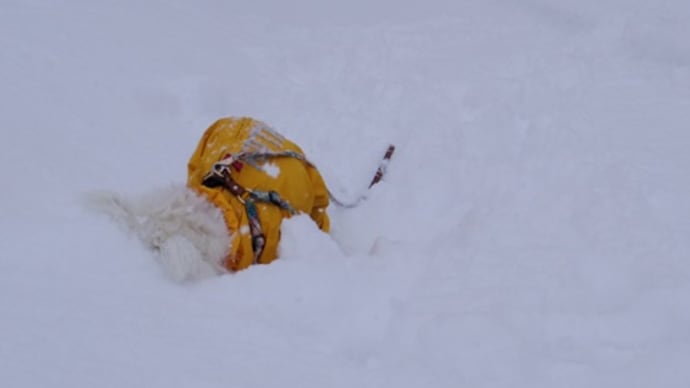 また雪だよ