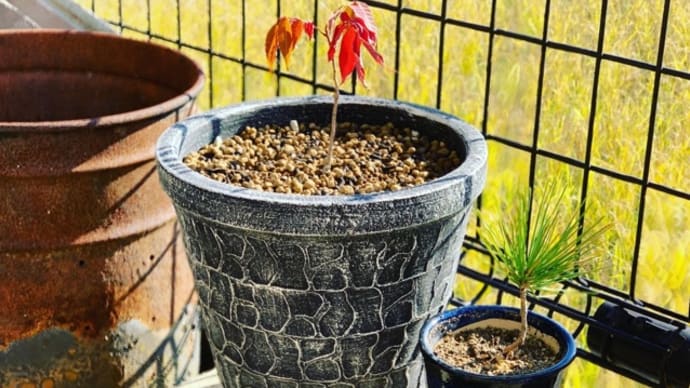 お気に入りの鉢に植え替え