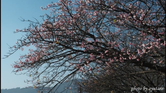 正月に咲く桜