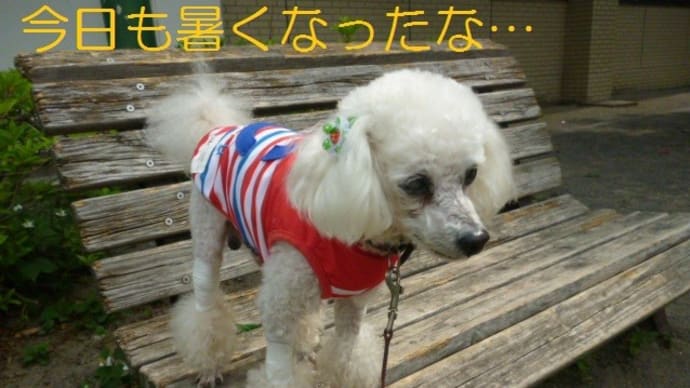 GW こどもの日…今日は夏日そして立夏 ε=( ̄。 ̄;)フゥ みずがめ座η流星群も…