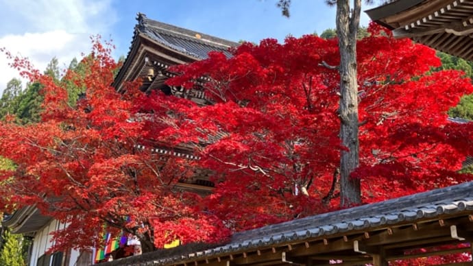 和良町本福寺の紅葉
