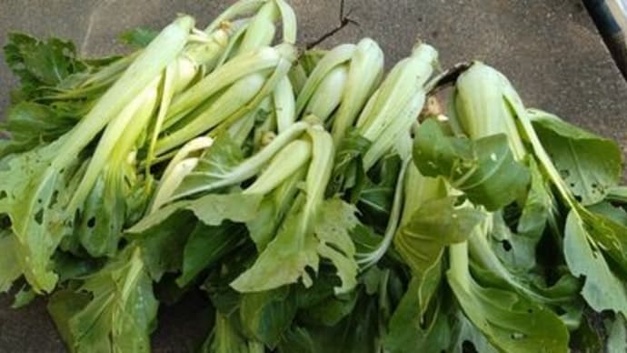 虫食い収穫野菜に頂き野菜