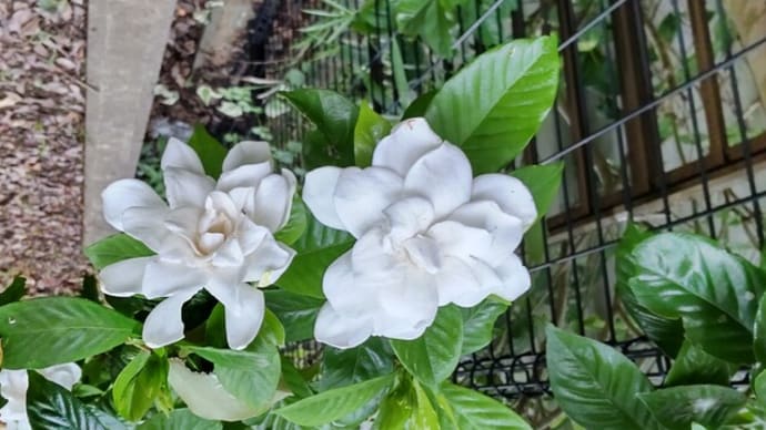クチナシの花